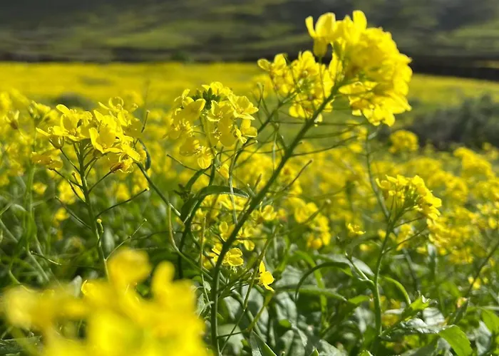 Casa Paula * Corralejo